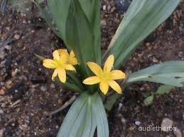 Curculigo orchioides flower3.jpg